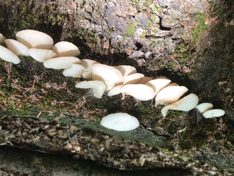 Pleurotes — photo 4 sur 20