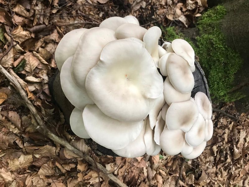 Pleurotes — photo 5 sur 20