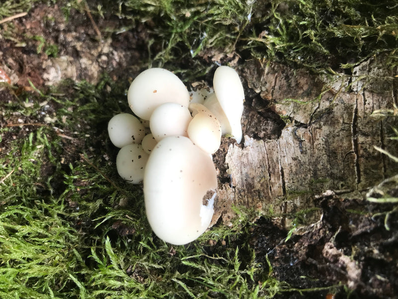 Pleurotes — photo 2 sur 20