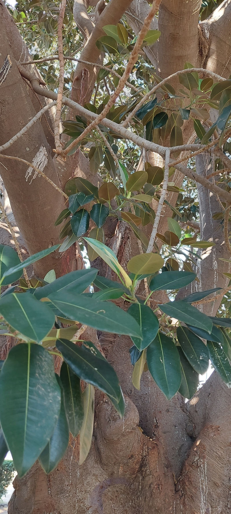 Figue australienne — photo 2 sur 3