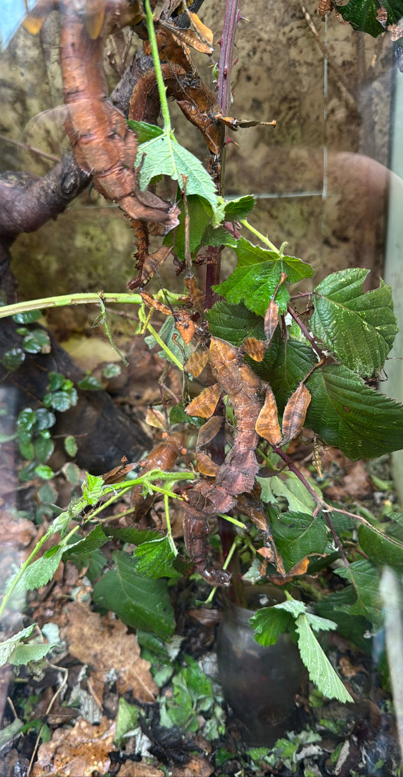 Phasme australien — Bild 3
