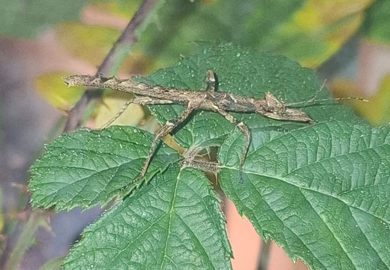 Une nymphe du phasme à tiare est assise, bien camouflée, sur une feuille verte. La surface épineuse de son corps imite parfaitement une brindille sèche.