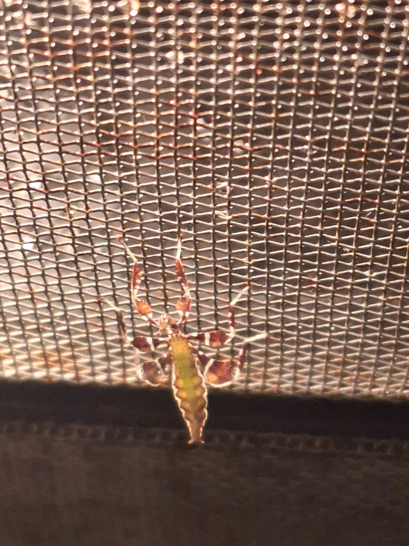 Une jeune phantome australien est assise sur un grillage fin. L'insecte est bien visible et montre son aspect épineux typique.