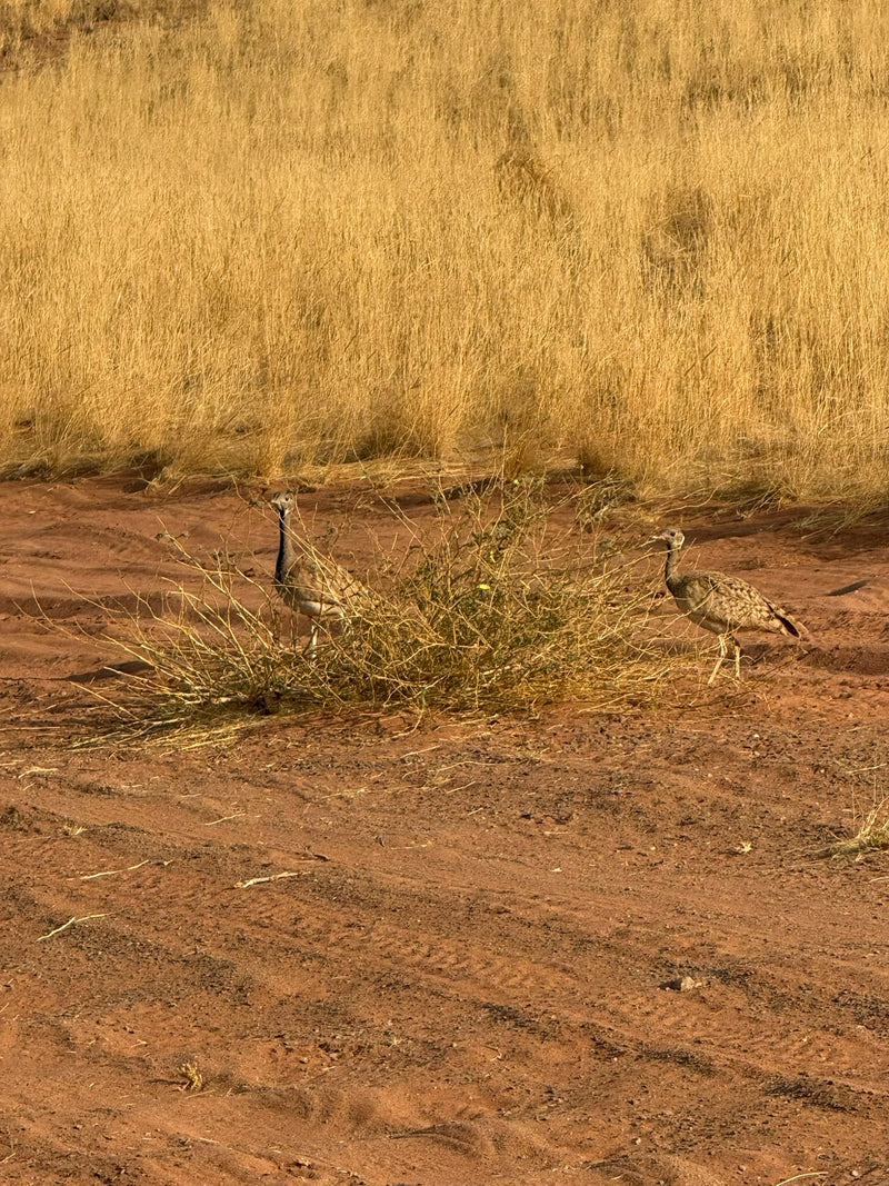 Australische Trappe — photo 1 sur 1