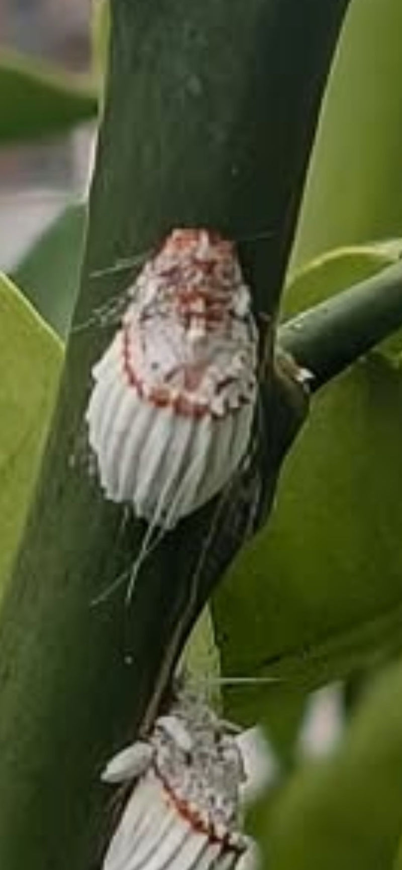 Une cochenille australienne avec son sac d'œufs blanc cannelé caractéristique est posée sur une tige verte, tandis qu'un second individu est partiellement vi...