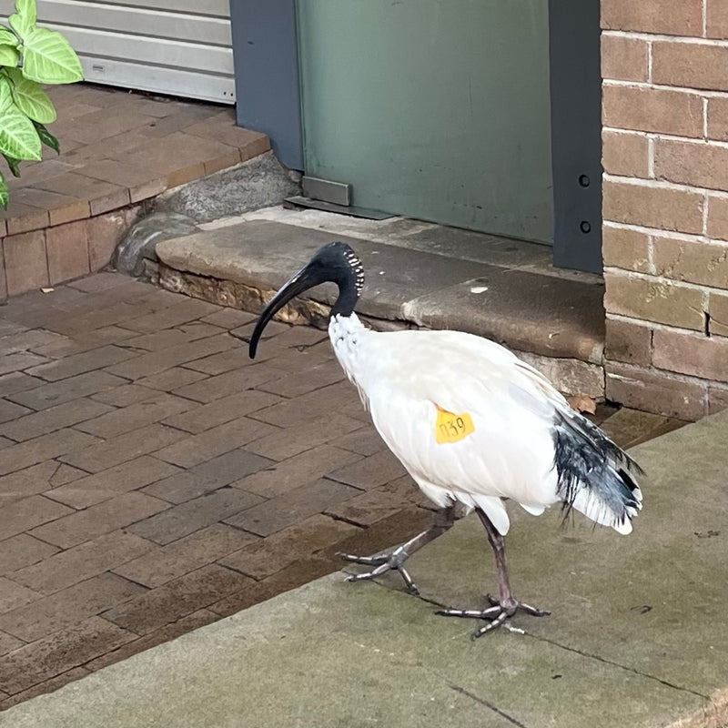 Ibis d'Australie — Bild 1