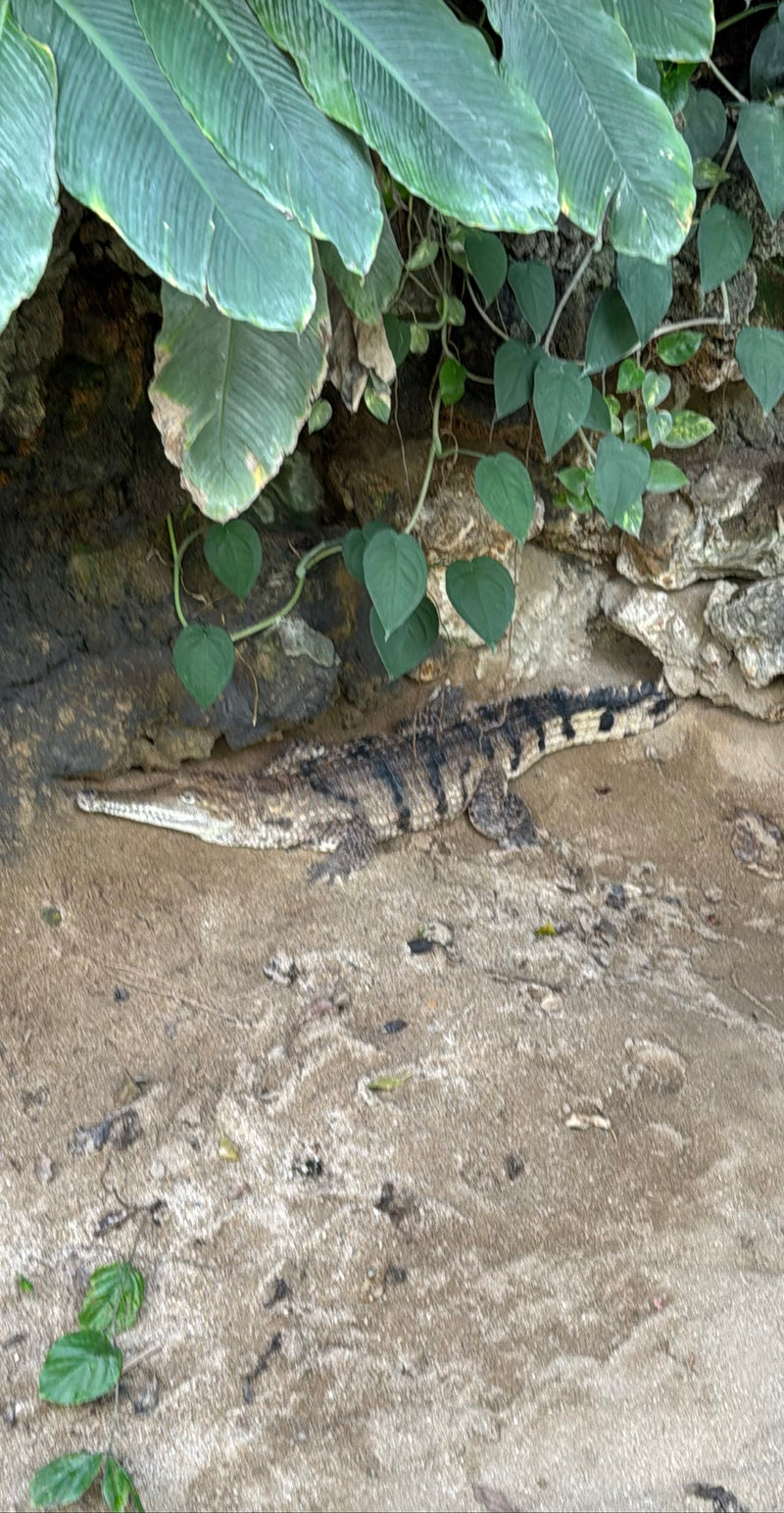 Crocodile d'eau douce australien — Bild 1