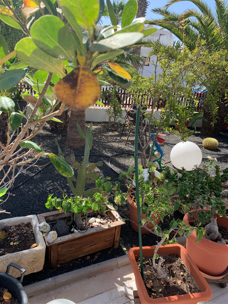 On aperçoit au premier plan une branche aux feuilles brillantes et coriaces du clusia rose. La plante se trouve dans un jardin ensoleillé avec différents pot...