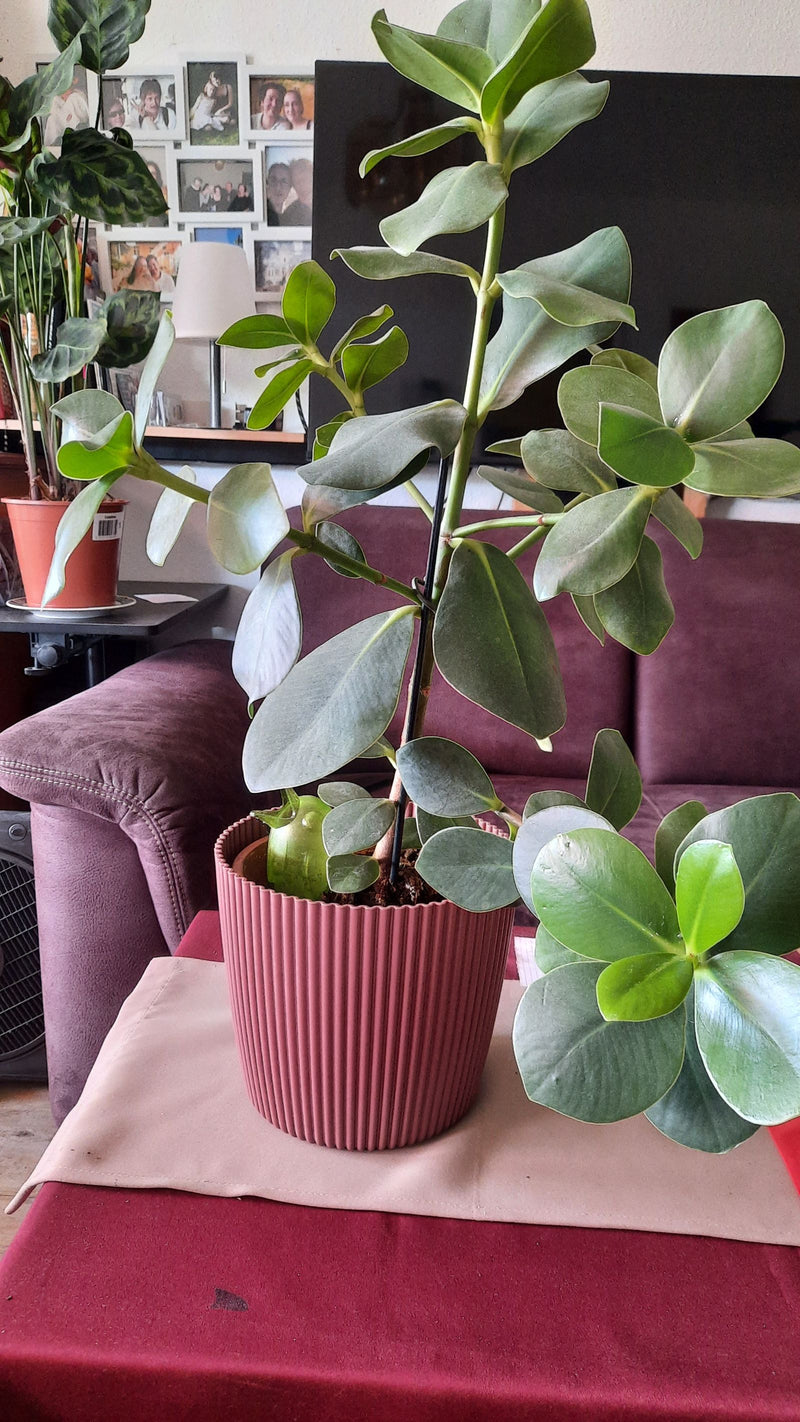 On voit une plante d'intérieur dans un pot de fleurs rouge aux feuilles épaisses et brillantes. La plante se trouve sur une table dans un salon.