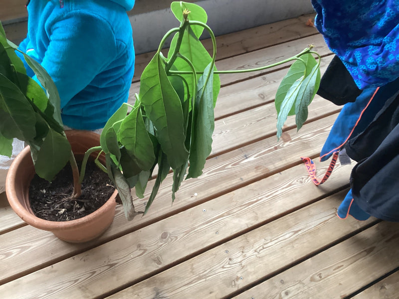Un jeune avocatier aux feuilles légèrement pendantes est installé dans un pot en terre cuite sur une terrasse en bois.