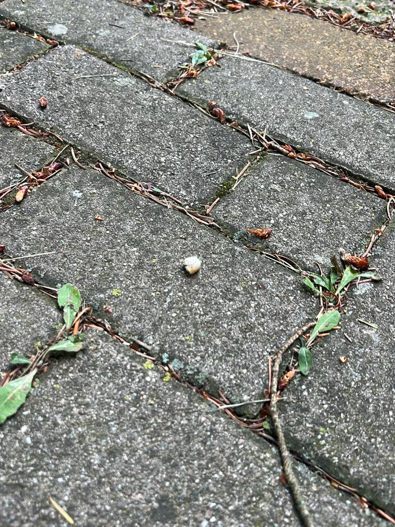 escargot — Bild 2