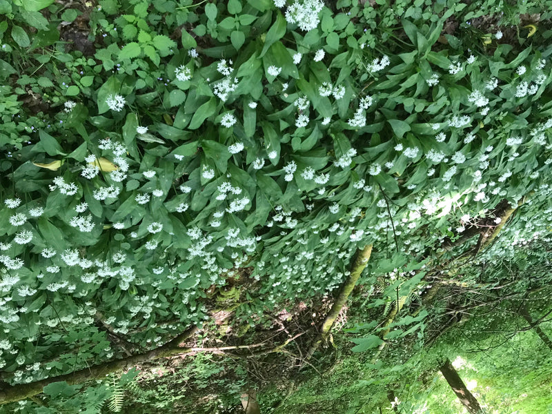 L'image montre un peuplement dense d'ail des ours en fleurs sur un sol forestier. Les fleurs blanches et les feuilles vertes sont clairement visibles.