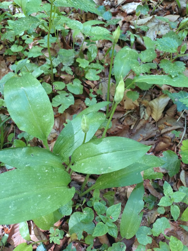On peut voir une plante d'ail des ours avec des feuilles vertes brillantes caractéristiques et des boutons floraux dressés. Elle pousse sur un sol de forêt c...