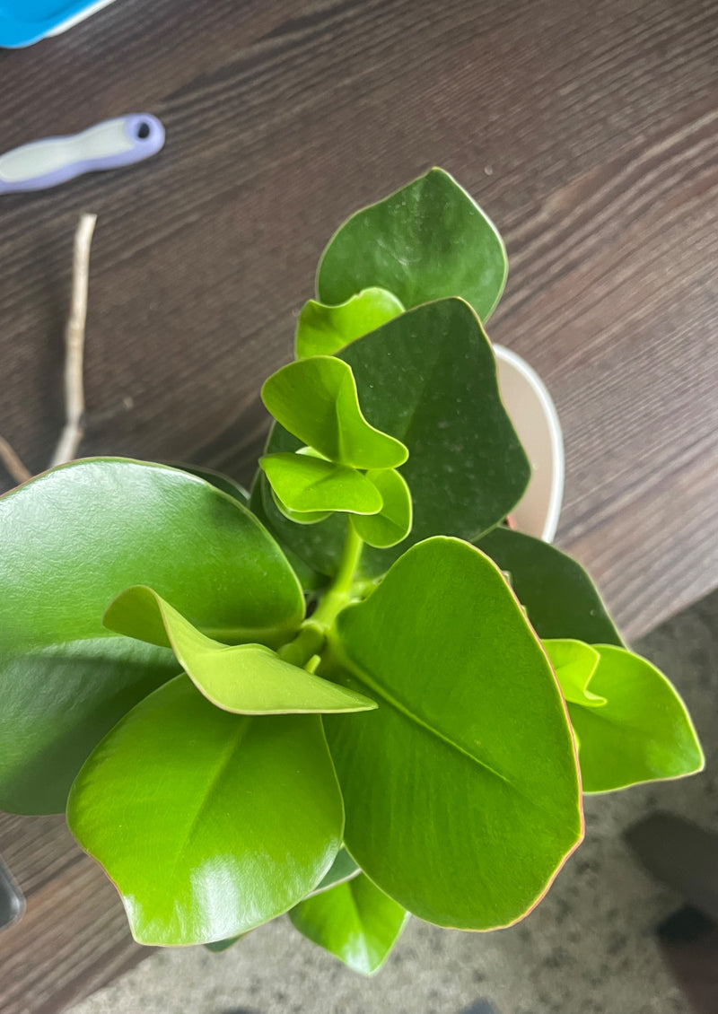 Poivre ornemental (à plusieurs feuilles) — Bild 1