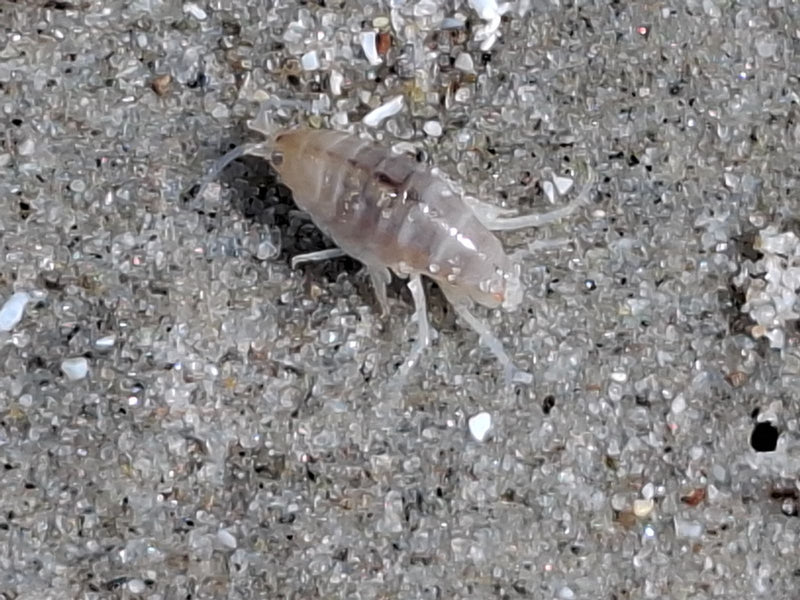 Amphipode de ruisseau — Bild 1