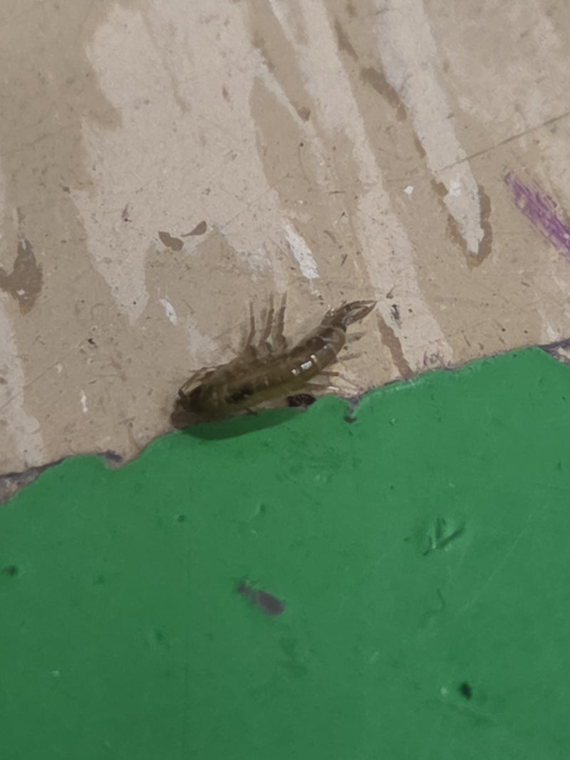 Amphipode de ruisseau — Bild 4