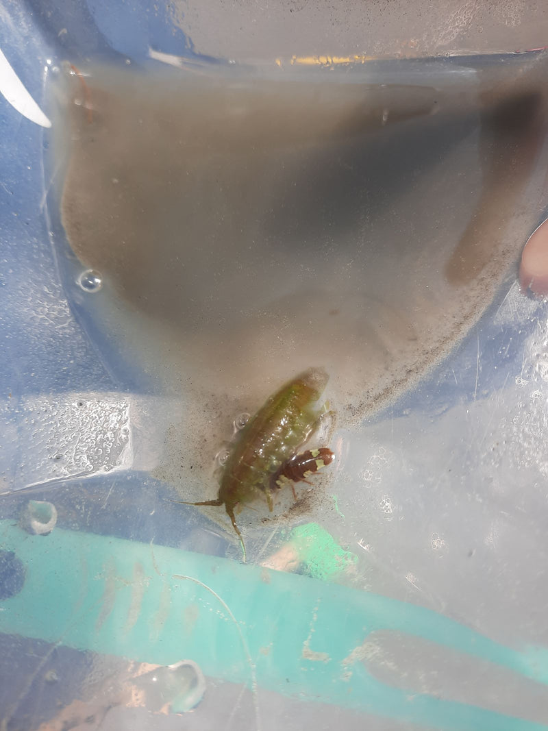 Amphipode de ruisseau — photo 4 sur 6