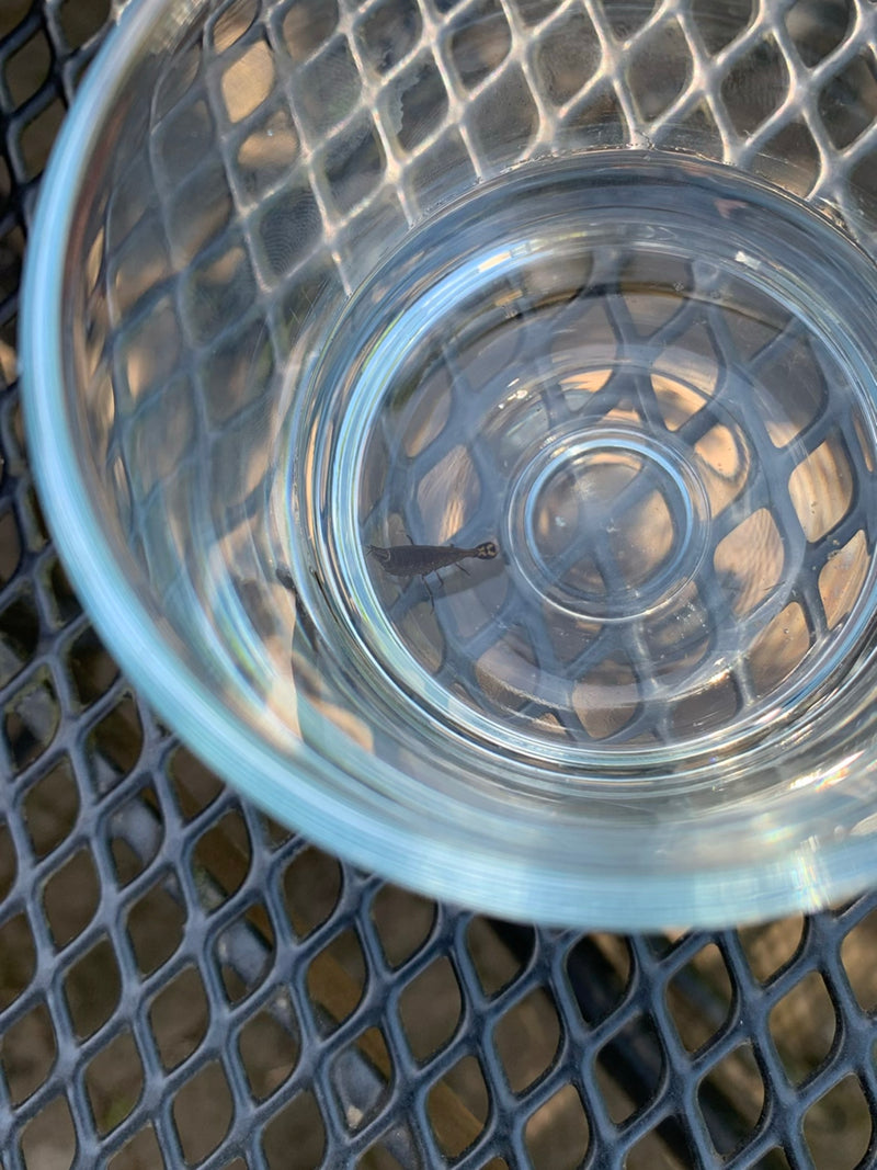 Amphipode de ruisseau — Bild 1
