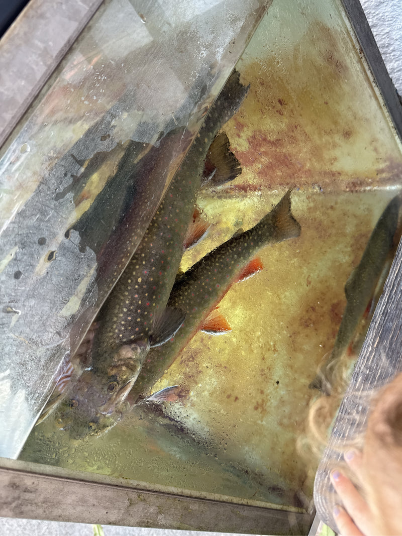 Truite mouchetée — Bild 2