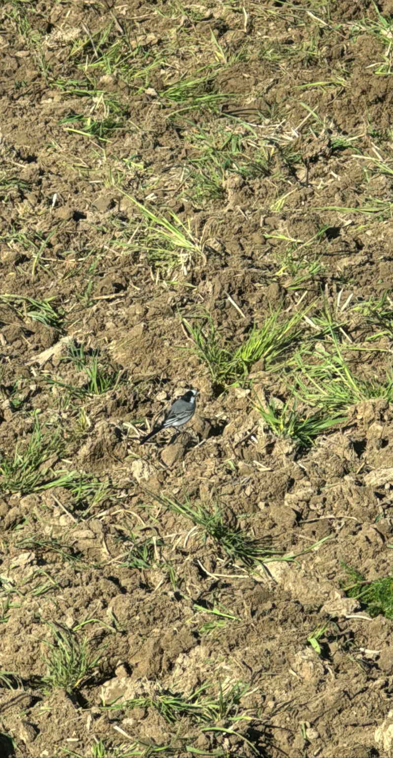 Une bergeronnette grise se tient sur un champ fraîchement labouré parsemé de brins d'herbe verts. L'oiseau est bien visible de profil.