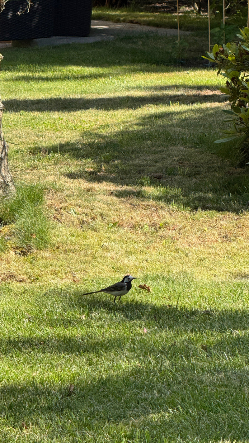 Une bergeronnette grise marche sur une pelouse verte dans un jardin sous une lumière latérale. Le plumage noir et blanc typique est bien visible.