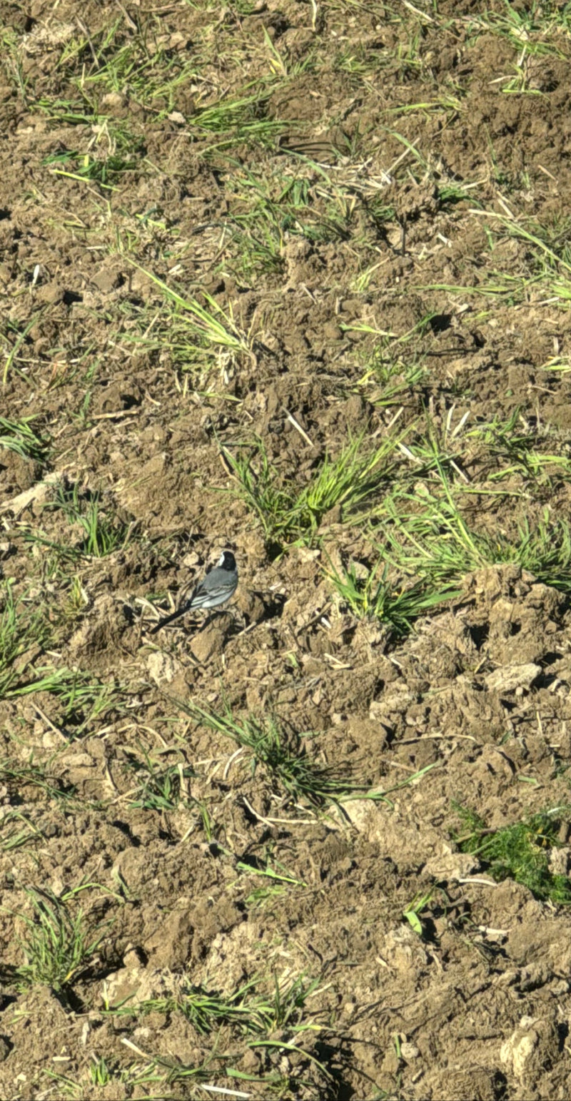 Une bergeronnette grise se tient sur un champ labouré avec quelques pousses vertes éparses. L'oiseau est vu de dos.