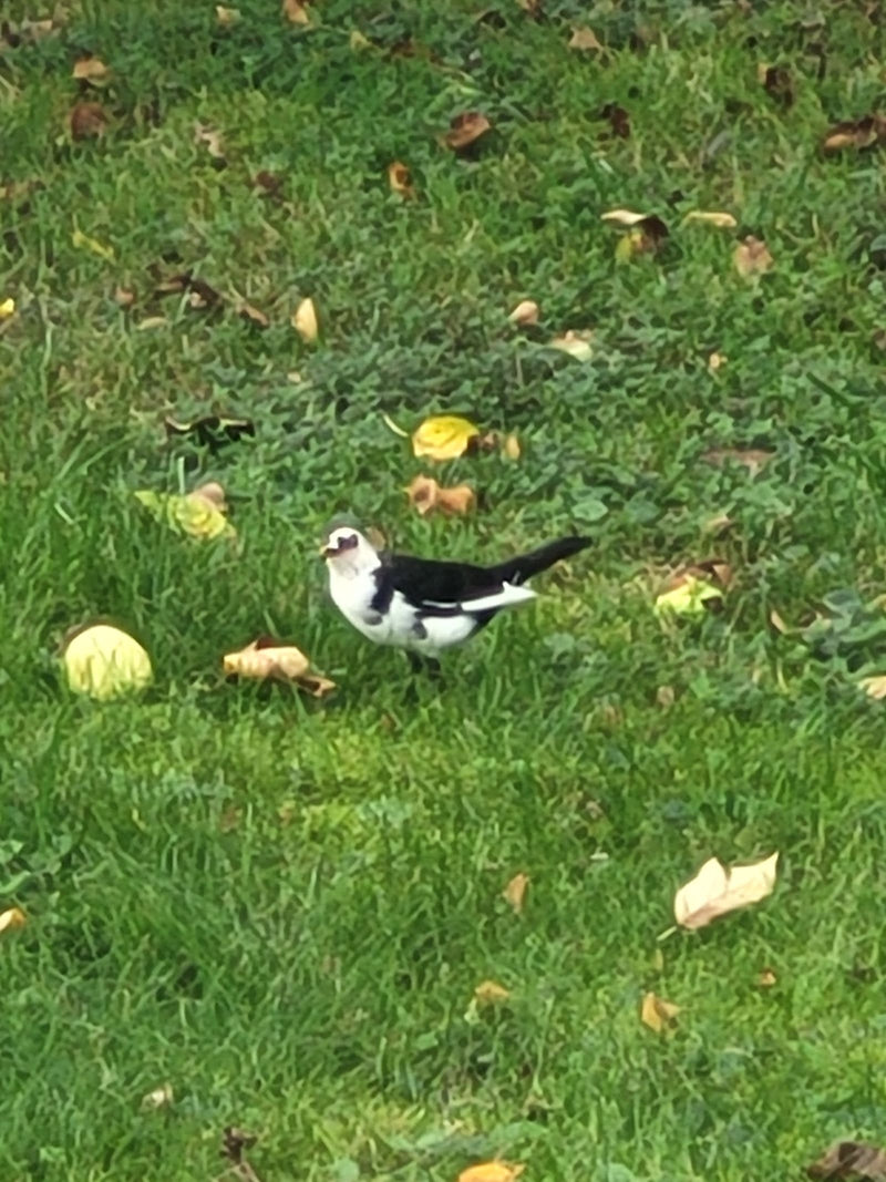 Une bergeronnette grise se tient sur une prairie verte parsemée de feuilles. L'oiseau présente son plumage typique noir, blanc et gris.