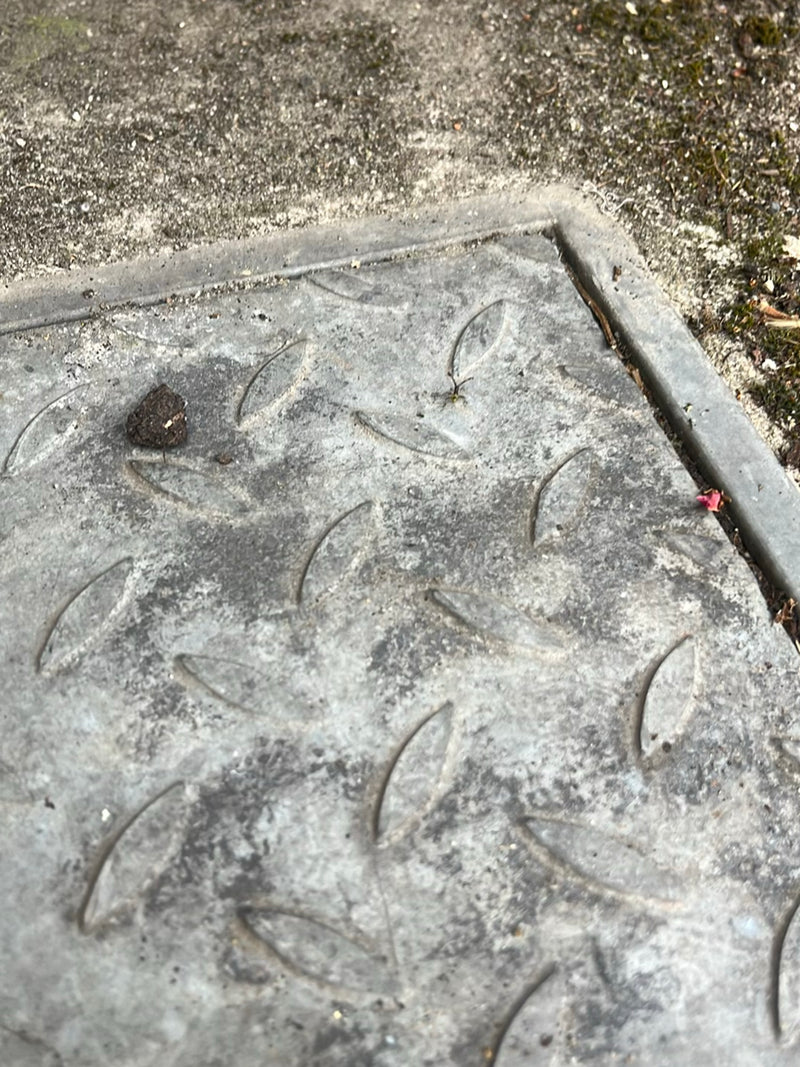 Araignées de la canopée — Bild 1