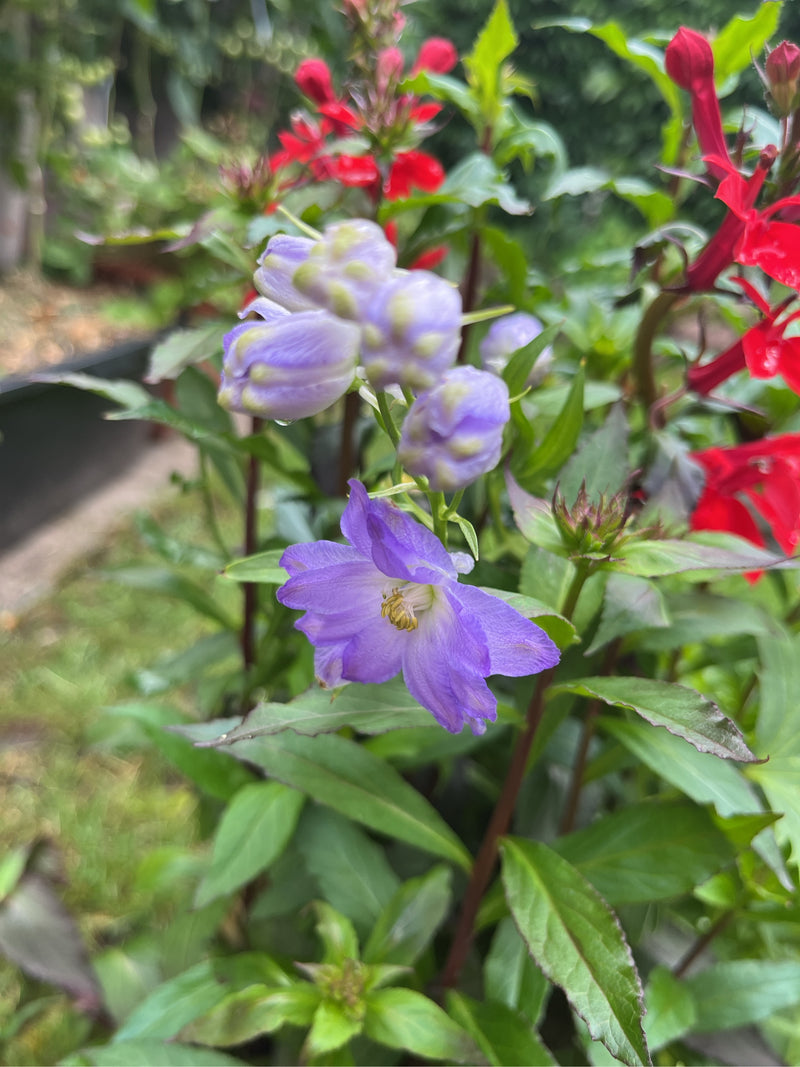 Fleur de ballon — Bild 3
