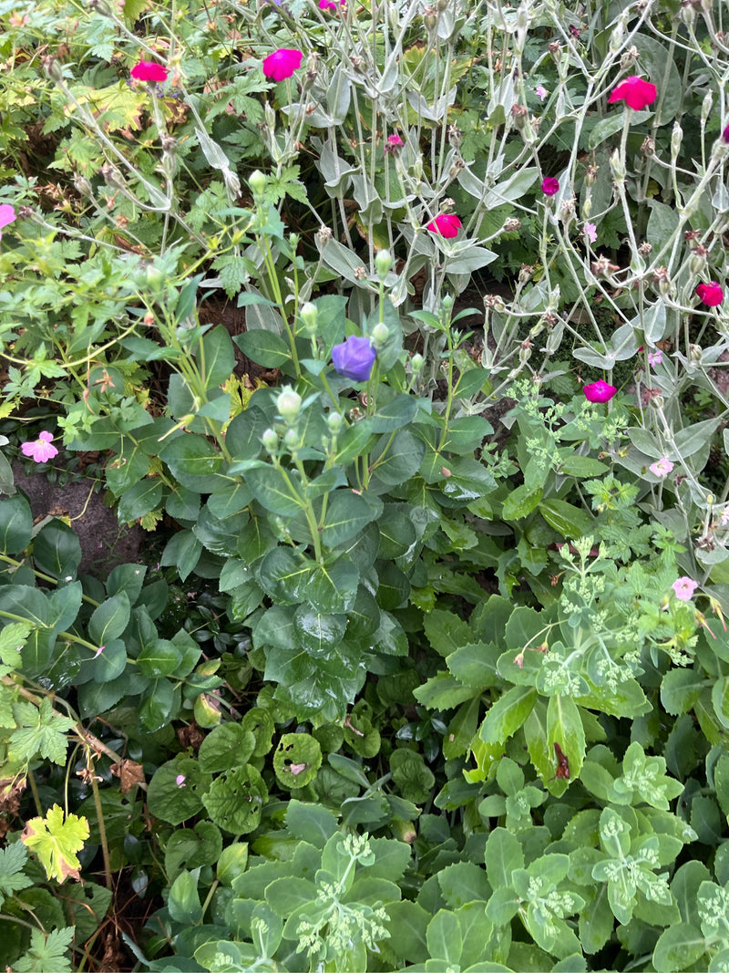 Fleur de ballon — Bild 1