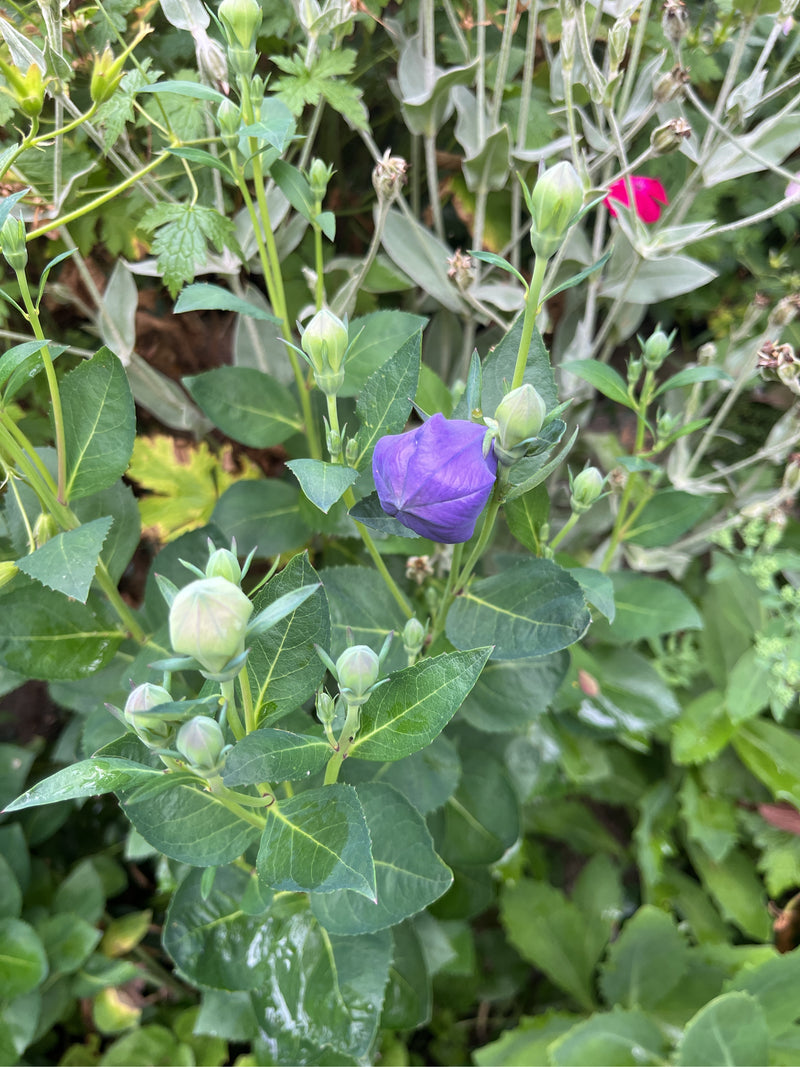 Fleur de ballon — Bild 2