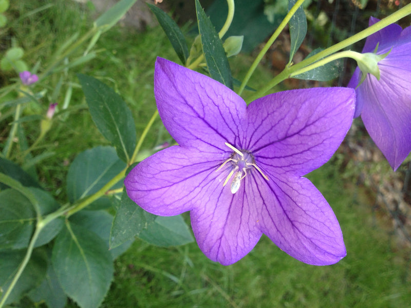 Fleur de ballon — photo 4 sur 37