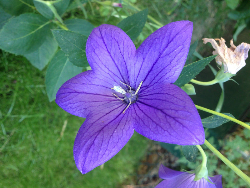 Fleur de ballon — photo 5 sur 37