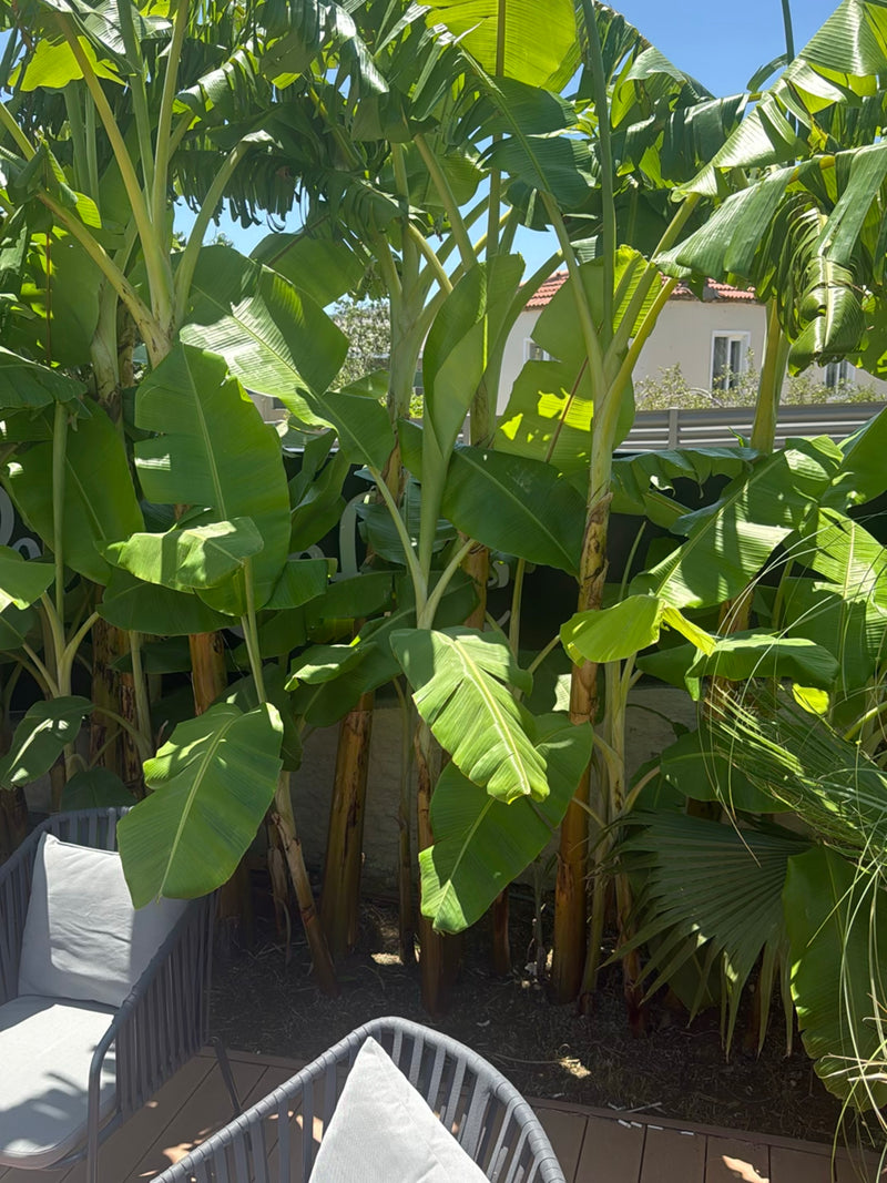 banane — Bild 2