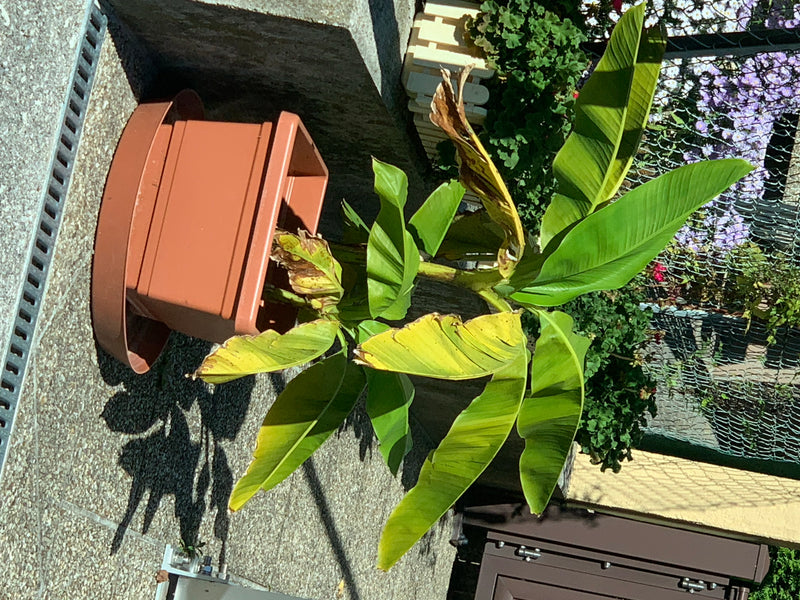 Un bananier avec ses grandes feuilles allongées caractéristiques pousse dans un pot en plastique brun sur une terrasse pavée.