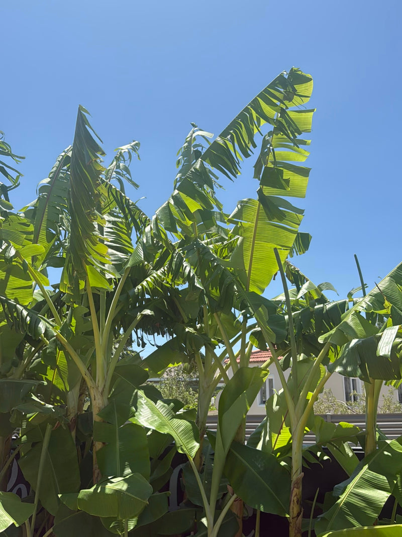 banane — Bild 1