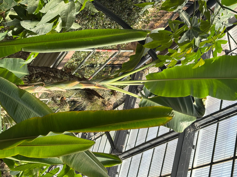 Un bananier aux grandes feuilles vertes allongées pousse sous la structure vitrée d'une serre.