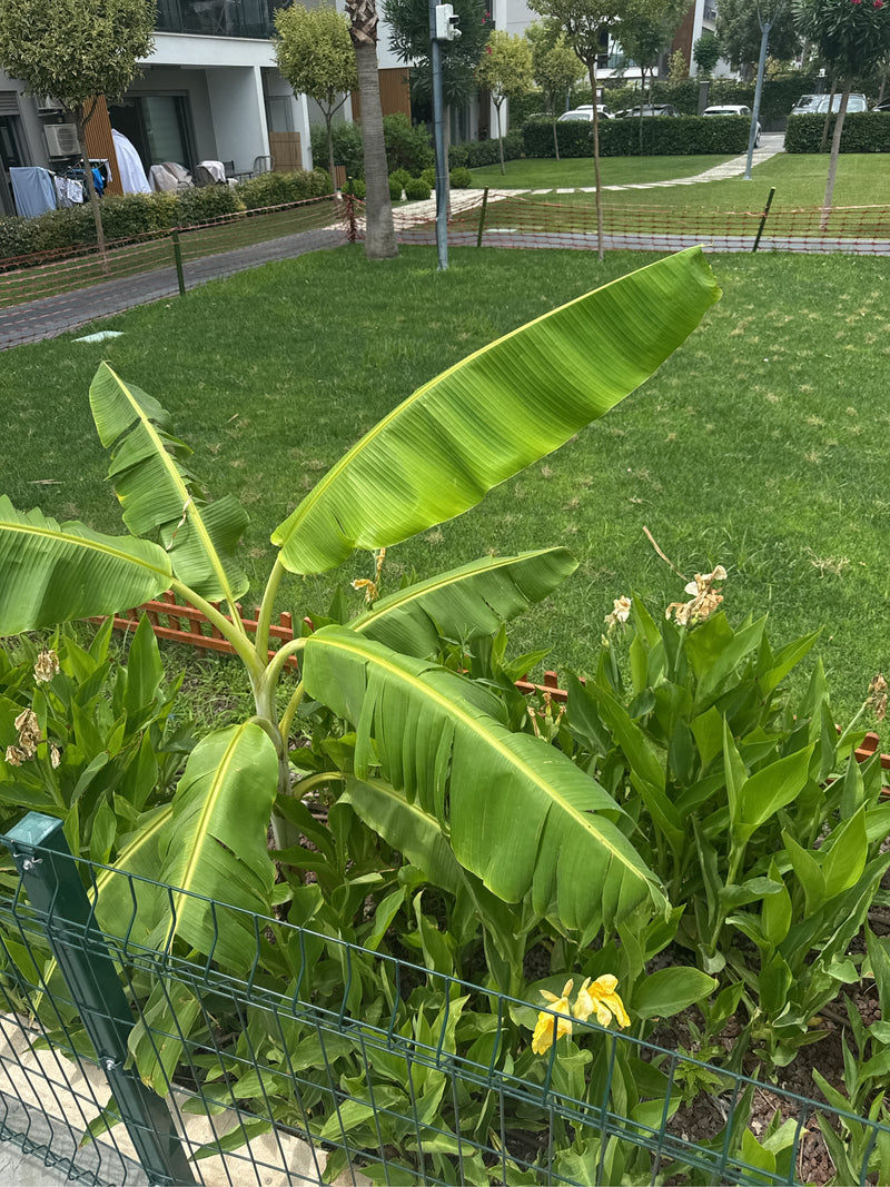 banane — photo 5 sur 10