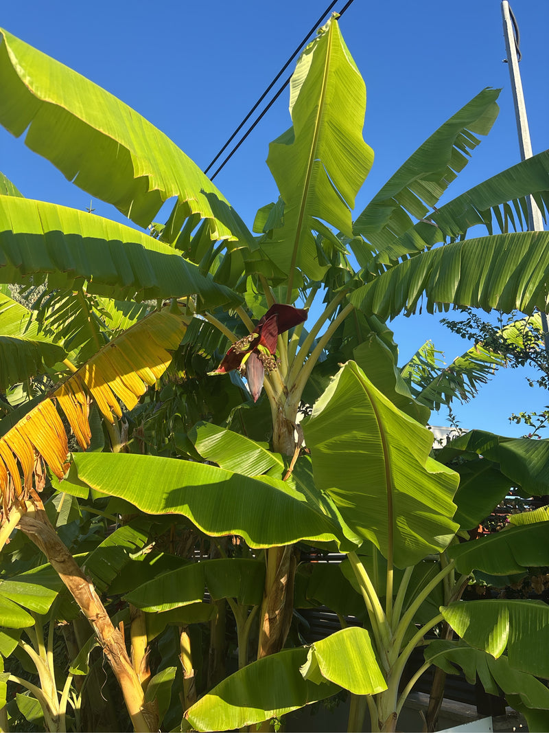 On peut voir un grand bananier avec ses larges feuilles vertes typiques et une fleur suspendue. La plante se trouve à l'extérieur sous un ciel bleu clair.