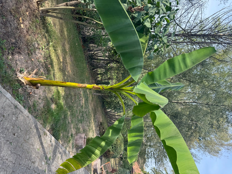 Un bananier aux grandes feuilles vertes pousse le long d'une allée de jardin.