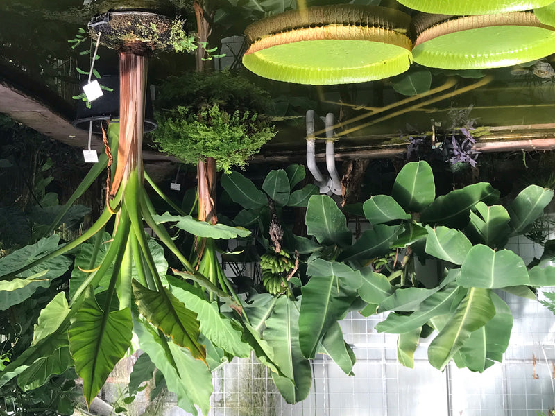 On peut voir un bananier plantain avec de grandes feuilles vertes et un régime de fruits dans une serre, reflété dans un étang.