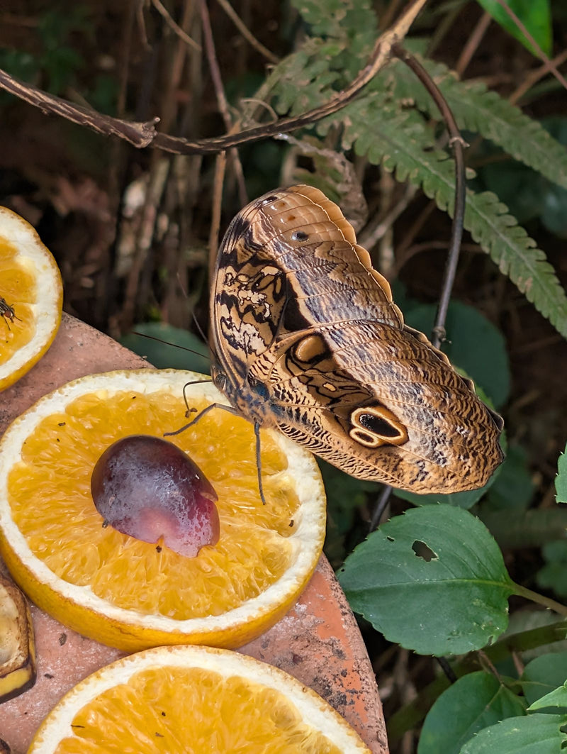 Papillon banane (papillon hibou) — Bild 1