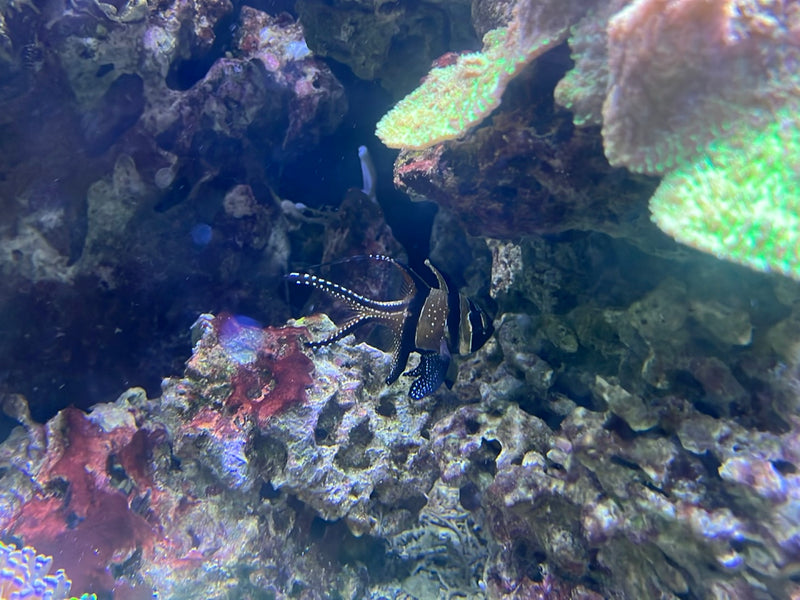 Banggai-Kardinalbarsch — photo 1 sur 1