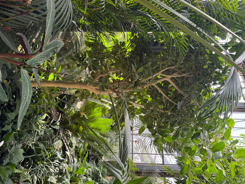 Un figuier des banians avec des branches ramifiées et des feuilles ovales pousse dans une serre parmi des palmiers et d'autres plantes tropicales.