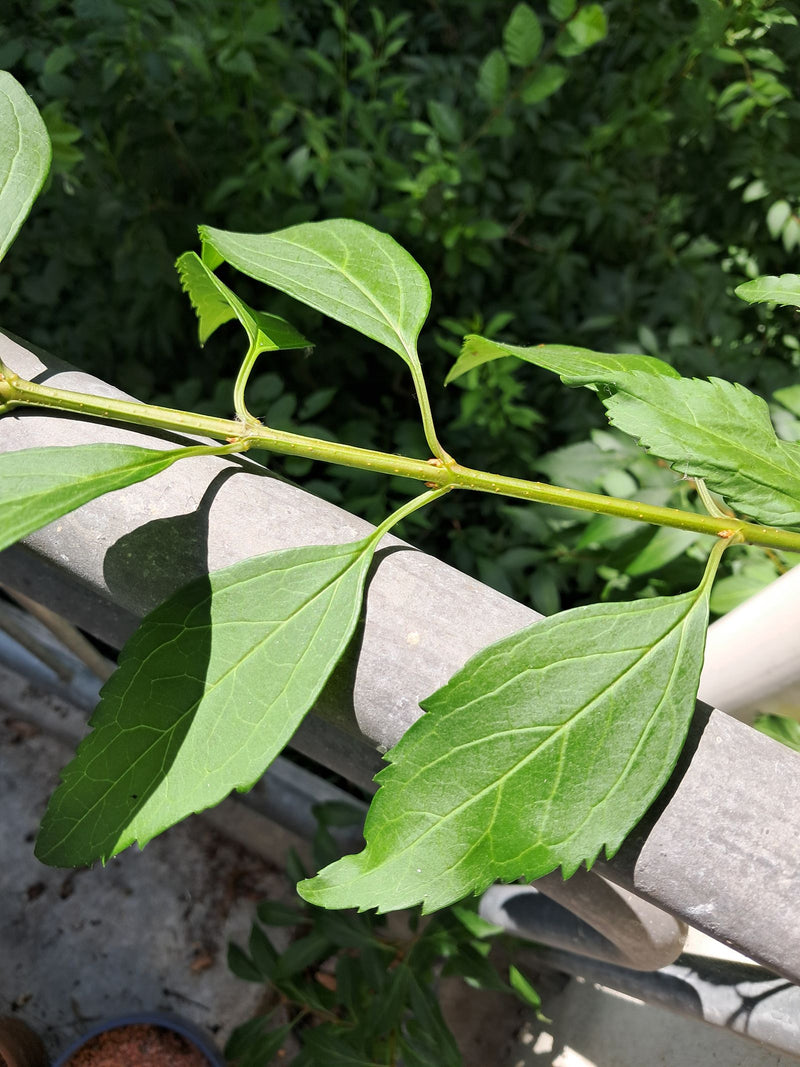 Fleur de barbe — Bild 1