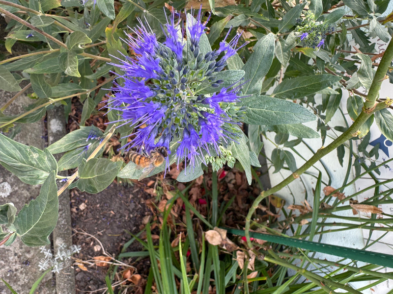 Une vue plongeante d'une spirée bleue en fleur avec des pétales bleu-violet visitée par une abeille.