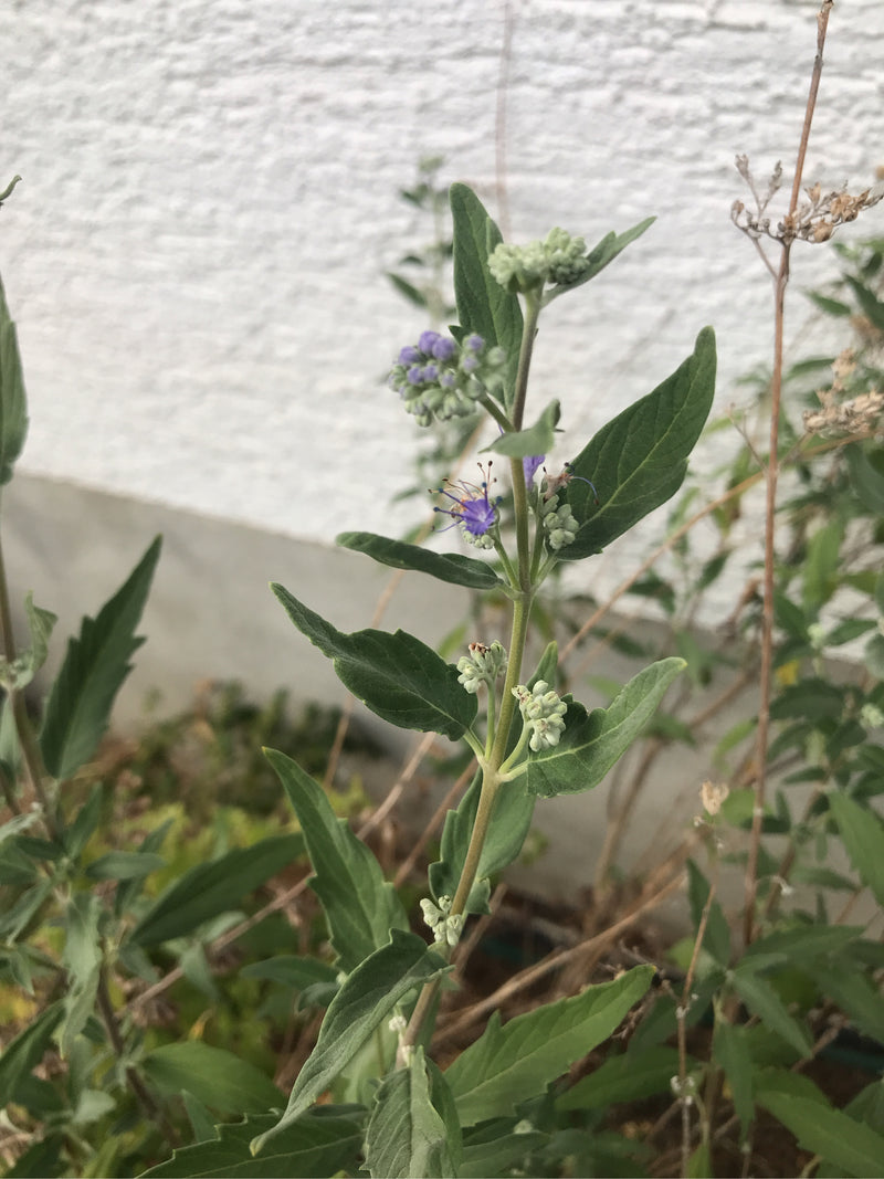 L'image montre un caryoptéris avec des feuilles vertes, des bourgeons et des fleurs bleues caractéristiques. La plante est devant un mur clair.