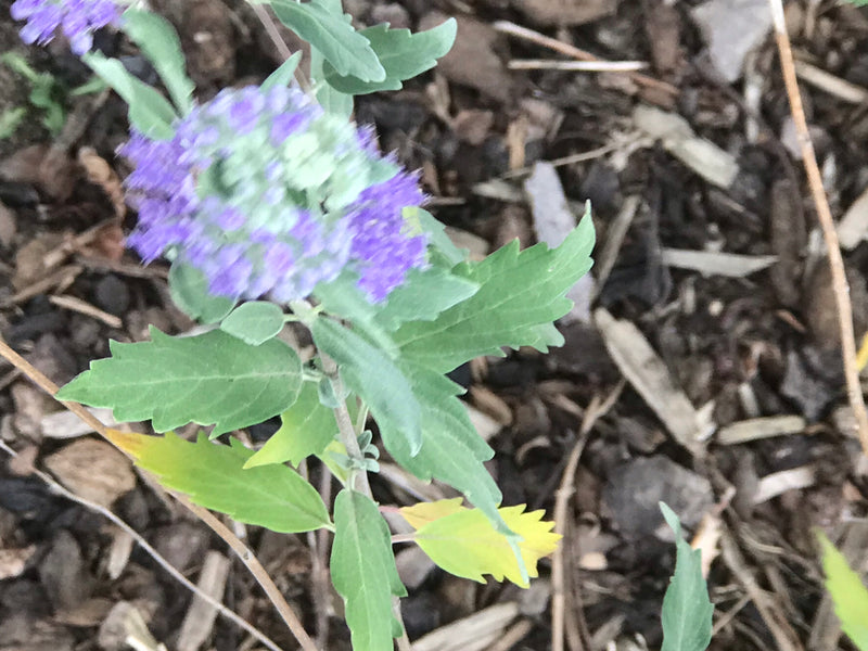 Bartblume — photo 2 sur 3