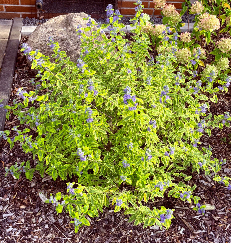 Bartblume — photo 1 sur 3