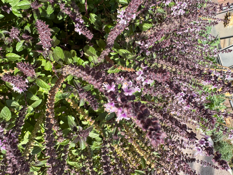 On observe un plant de basilic en pleine floraison avec de nombreux épis floraux foncés et des fleurs violettes.